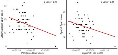 Investigating the Association Between Polygenic Risk Scores for Alzheimer’s Disease With Cognitive Performance and Intrinsic Functional Connectivity in Healthy Adults